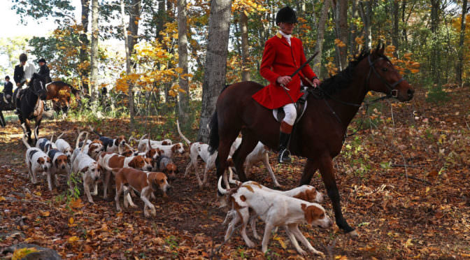 Fox Hunting...