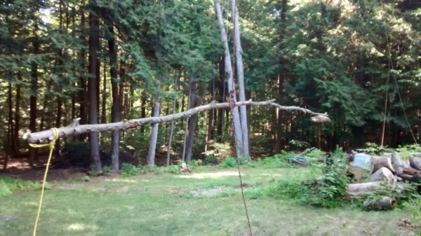 Dipole Antenna Tree