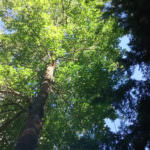Dipole Antenna Tree