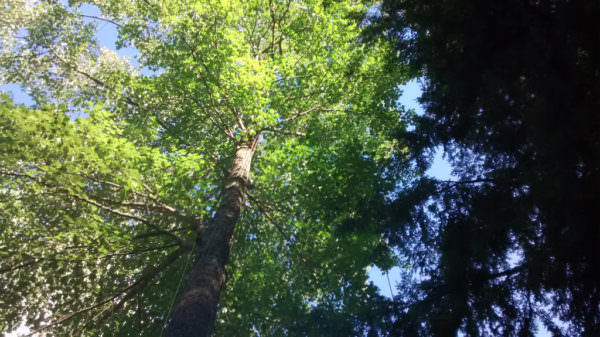 Dipole Antenna Tree