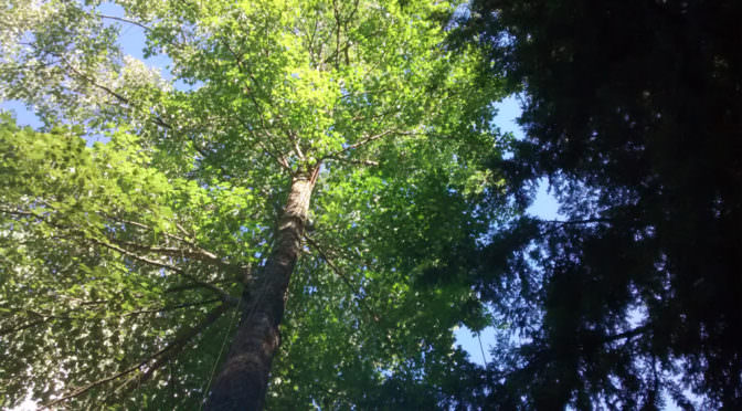 Dipole Antenna Tree