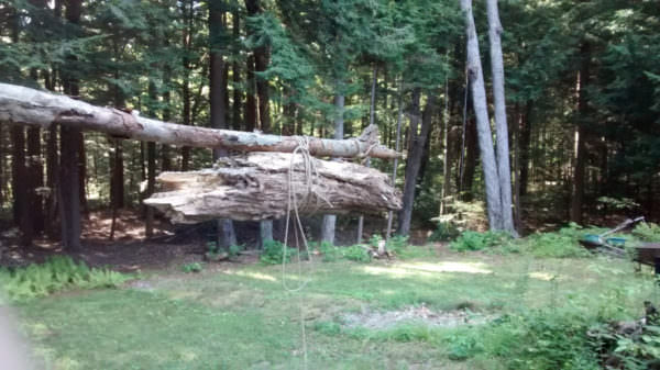Dipole Antenna Tree
