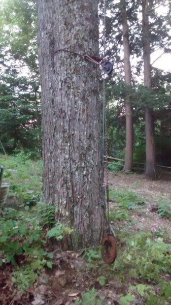 Dipole Antenna Tree