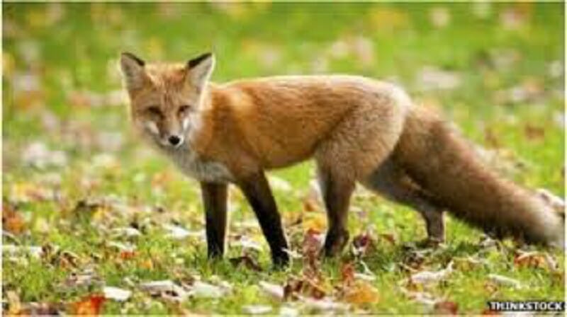 Fox on the Loose