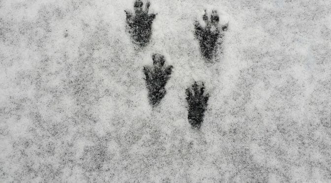 Fox Hunt - Fox Prints
