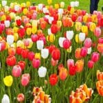 Tulips in Spring
