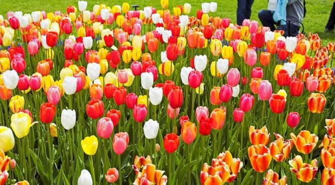 Tulips in Spring